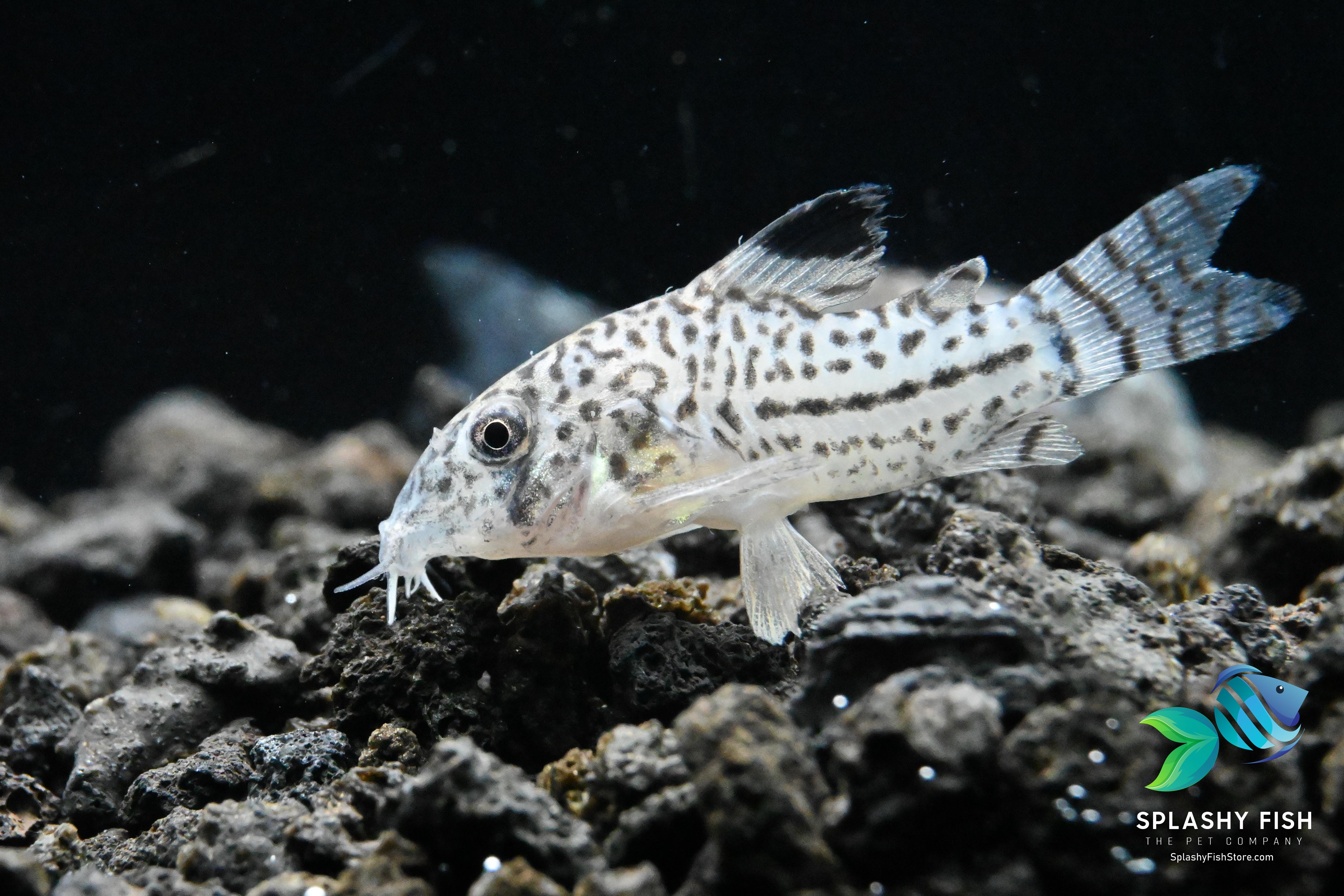 Julii Corydoras Fish For Sale, Julii corys for sale, julii cory catfish for sale, julii cory fish, julii corydoras catfish, buy julii corydoras online, julii corydoras for aquarium