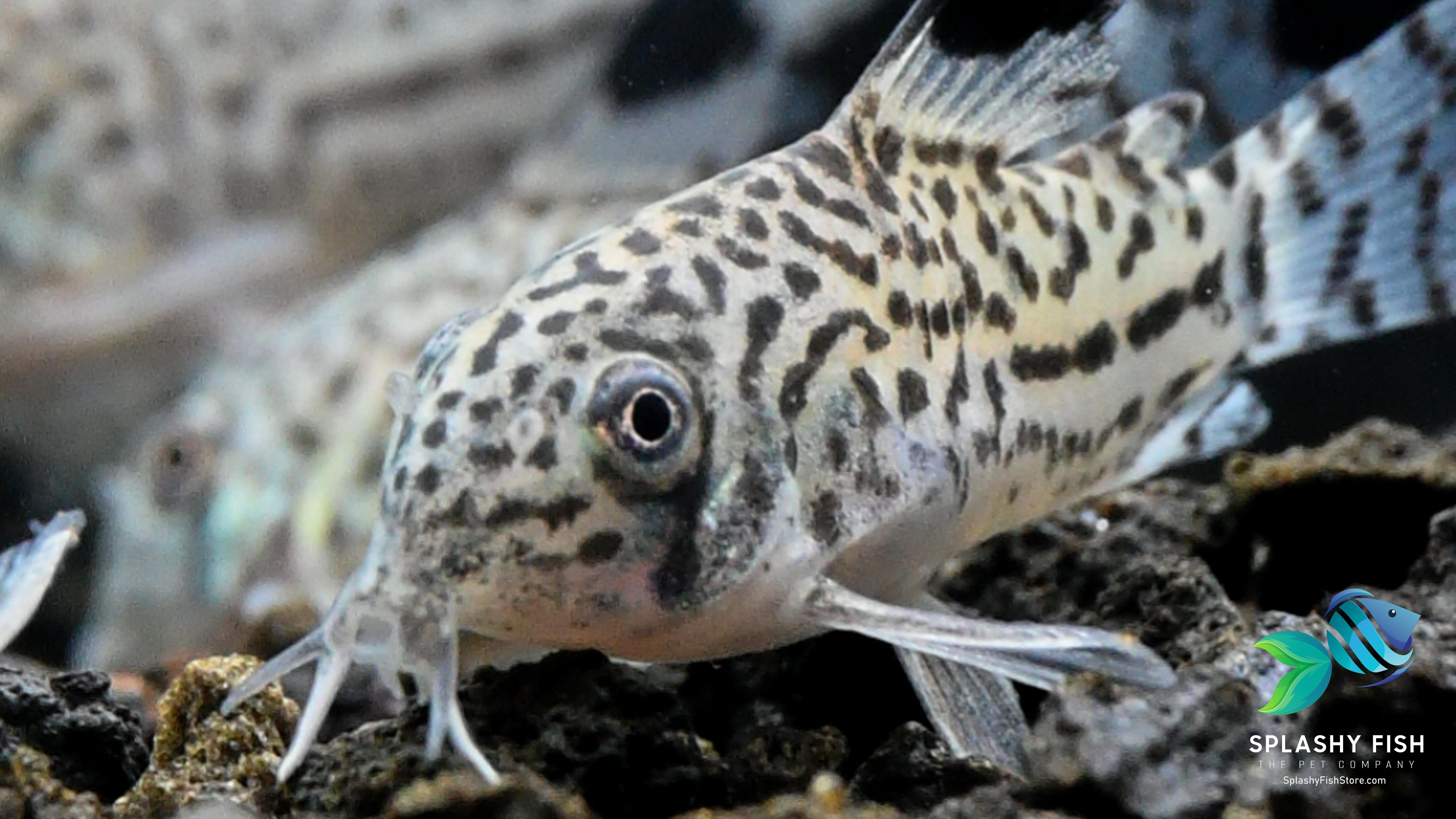 Julii Corydoras Fish For Sale, julii cory catfish for sale, julii corys, julii corydoras catfish, julii cory fish for sale, buy julii corydoras online, julii corydoras for aquarium, live julii cory catfish