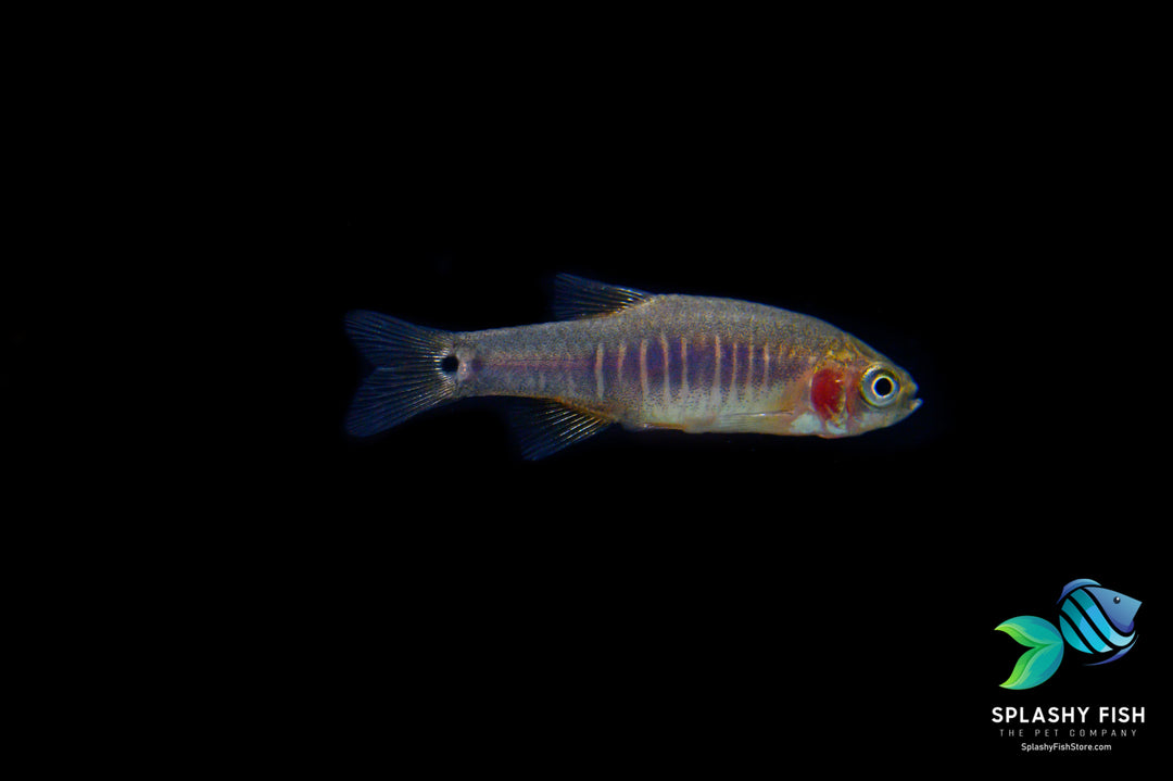 emerald dwarf rasbora, emerald rasbora, dwarf emerald rasbora, danio erythromicron, emerald dwarf danio, emerald rasboras, emerald dwarf rasbora size, emerald dwarf rasboras, emerald danio, emerald dwarf rasbora for sale, emerald rasbora for sale