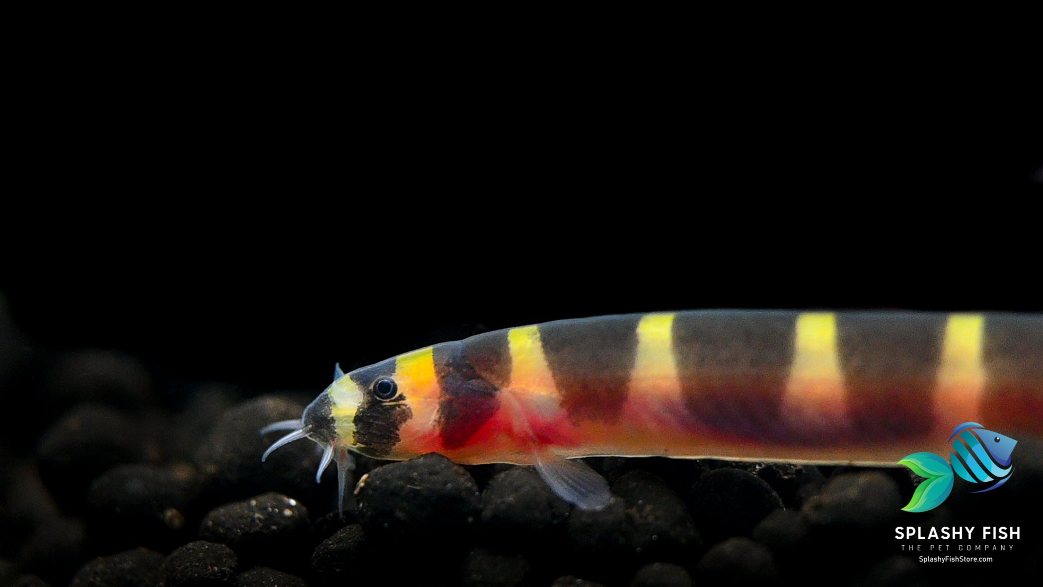 Close up of Kuhli Loach Head and color pattern