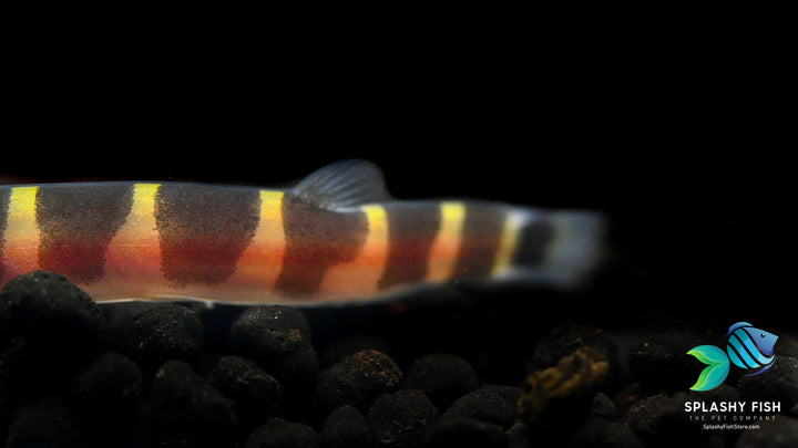 Kalouch Fish Kuhli Loach for Sale Near Me - Buy Kuhli Loach Fish Online – Splashy Fish