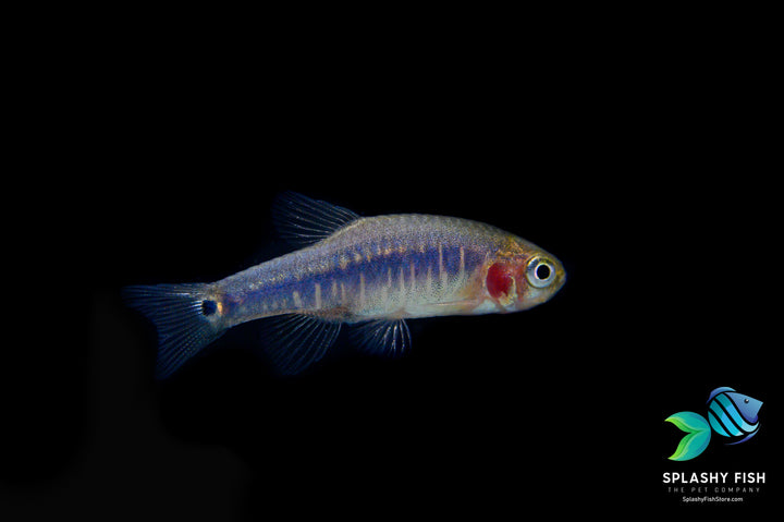 emerald dwarf rasbora, emerald rasbora, dwarf emerald rasbora, danio erythromicron, emerald dwarf danio, emerald rasboras, emerald dwarf rasbora size, emerald dwarf rasboras, emerald danio, emerald dwarf rasbora for sale, emerald rasbora for sale