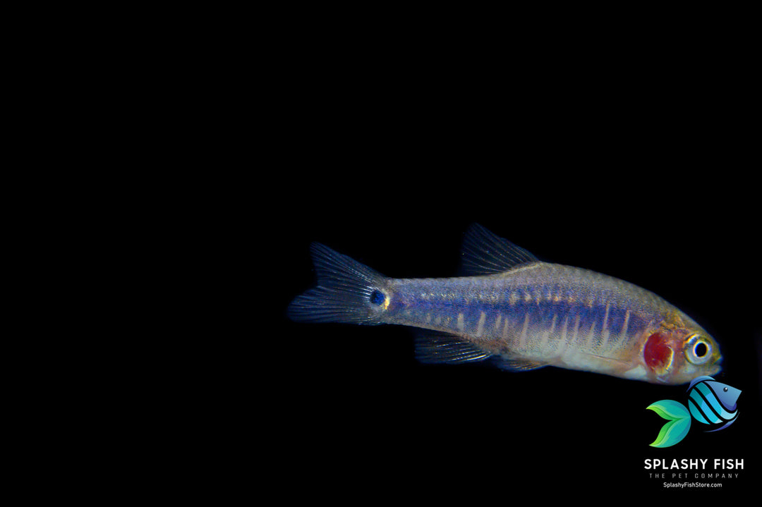 emerald dwarf rasbora, emerald rasbora, dwarf emerald rasbora, danio erythromicron, emerald dwarf danio, emerald rasboras, emerald dwarf rasbora size, emerald dwarf rasboras, emerald danio, emerald dwarf rasbora for sale, emerald rasbora for sale
