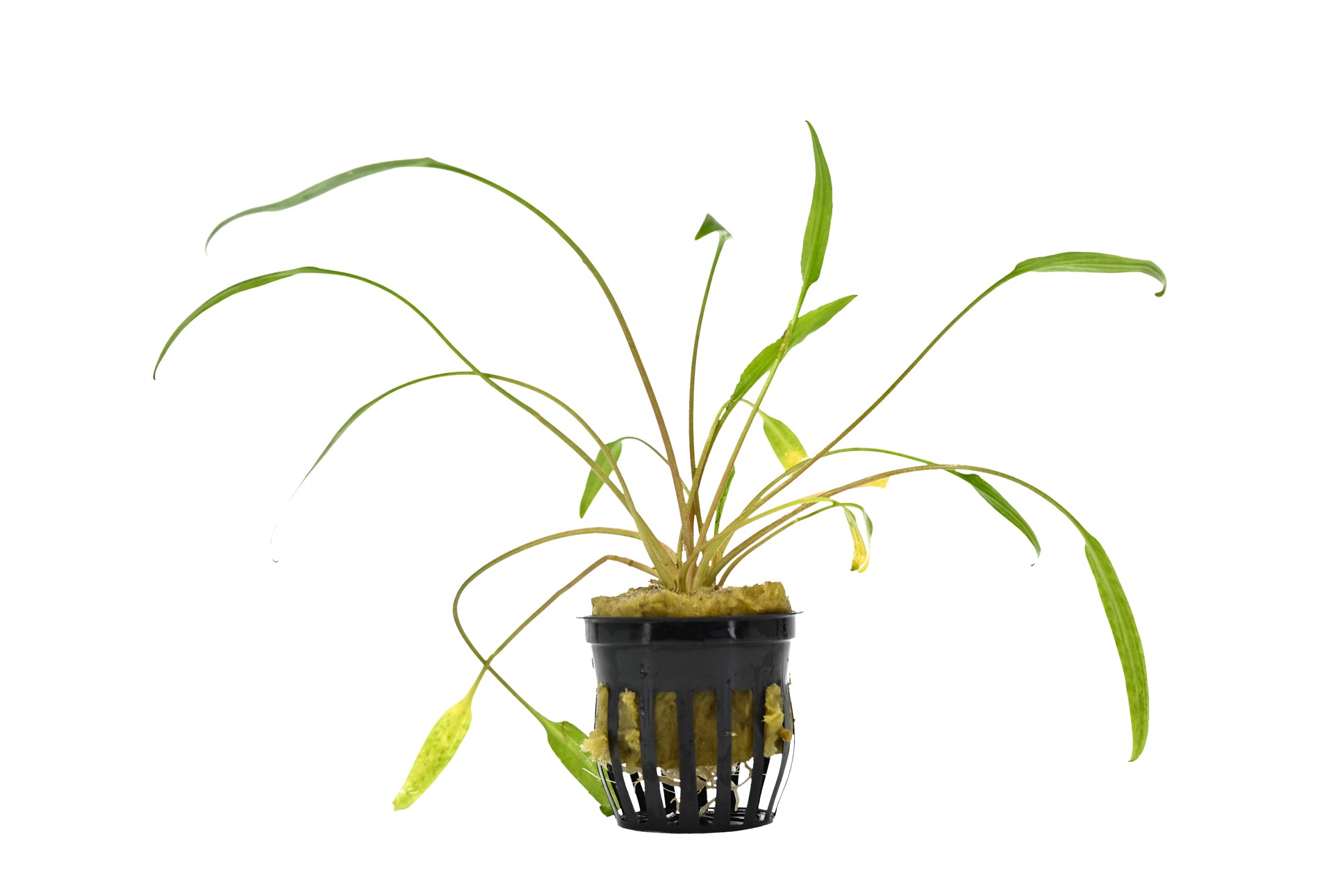 Cryptocoryne Lucens Pot Plant | Aquatic Plants