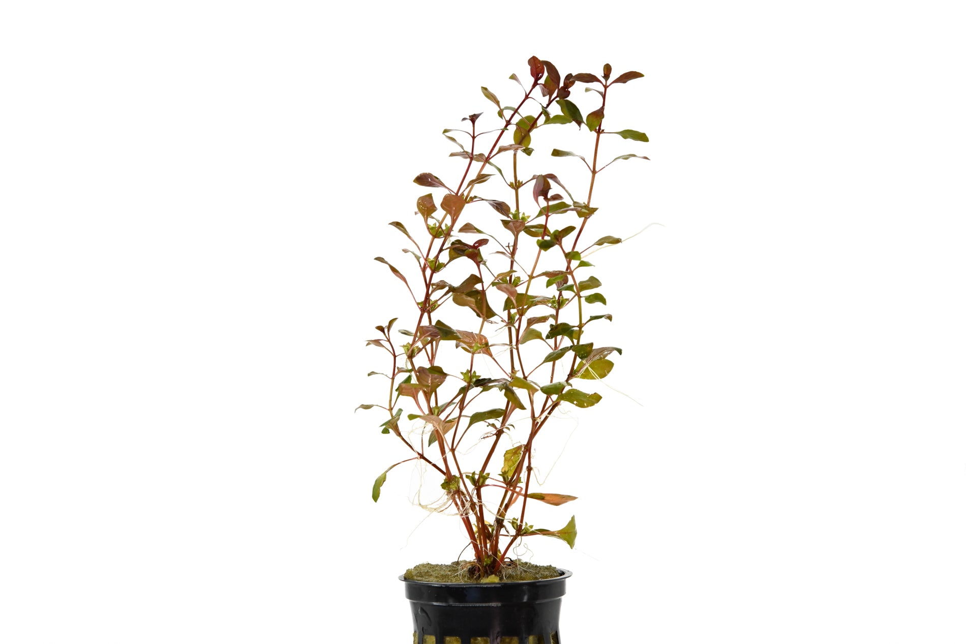 Ludwigia palustris Pot Plant | Aquatic Plants