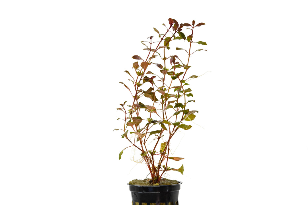 Ludwigia palustris red pot plant