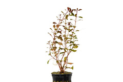 Ludwigia Red (Ludwigia Palustris Red)