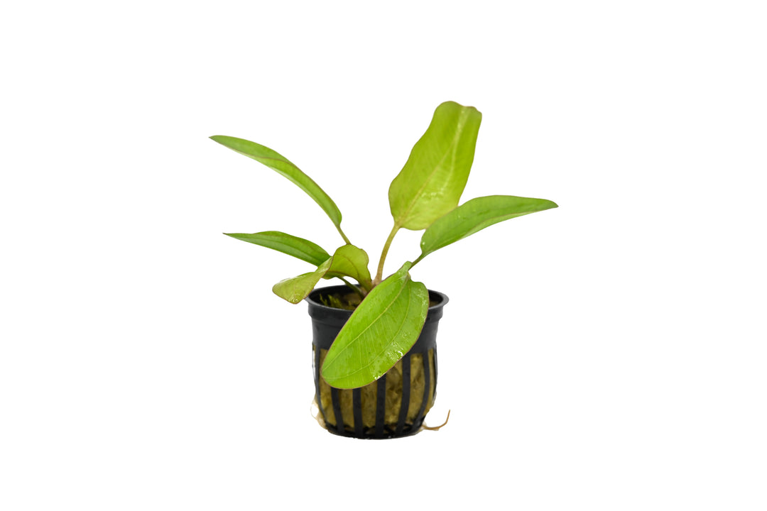 potted live melon sword aquarium plant