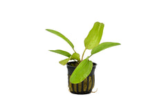 Melon Sword Aquatic Plant