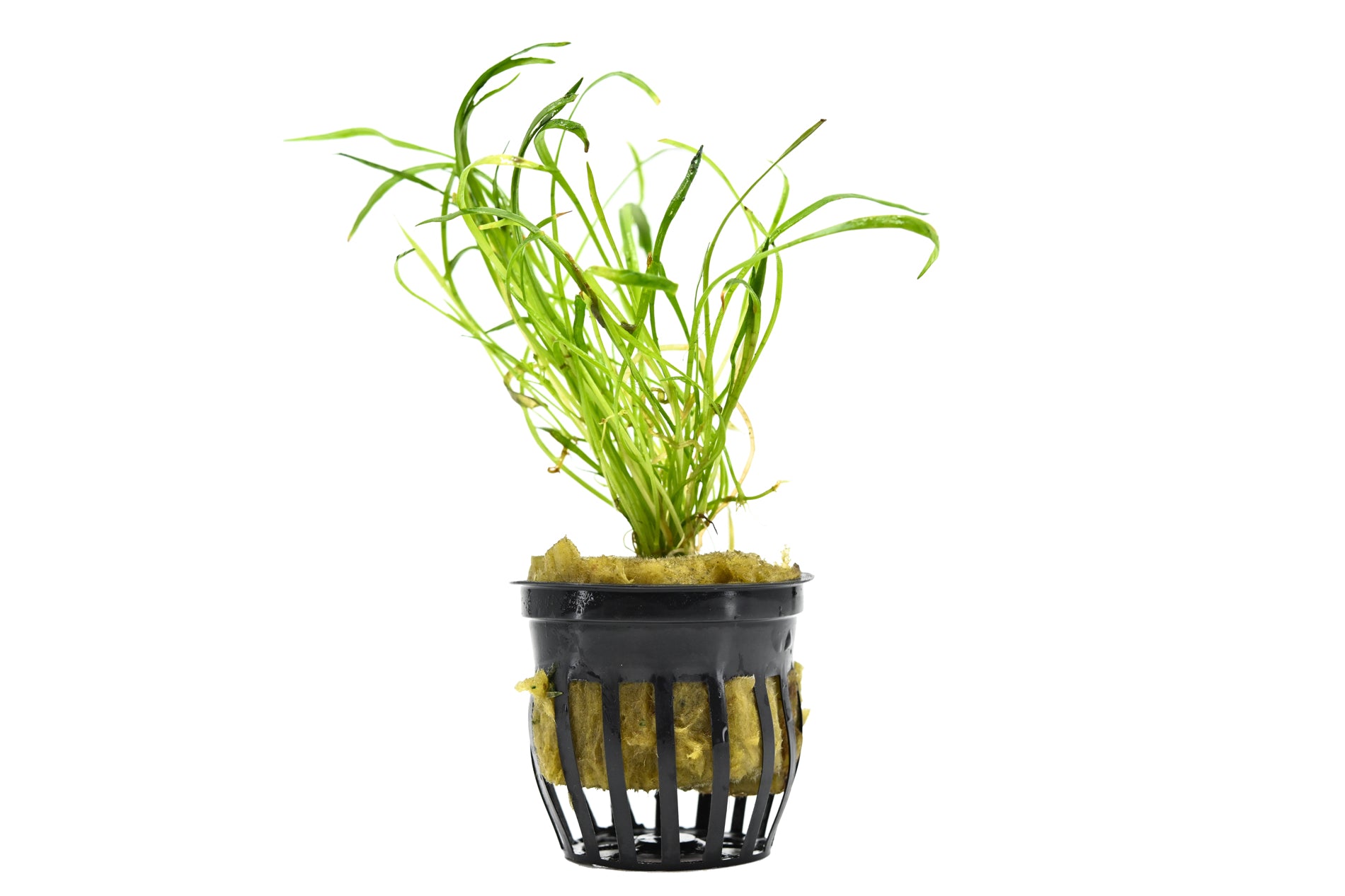 Micro Sword | Pot Plant | Aquatic Plants