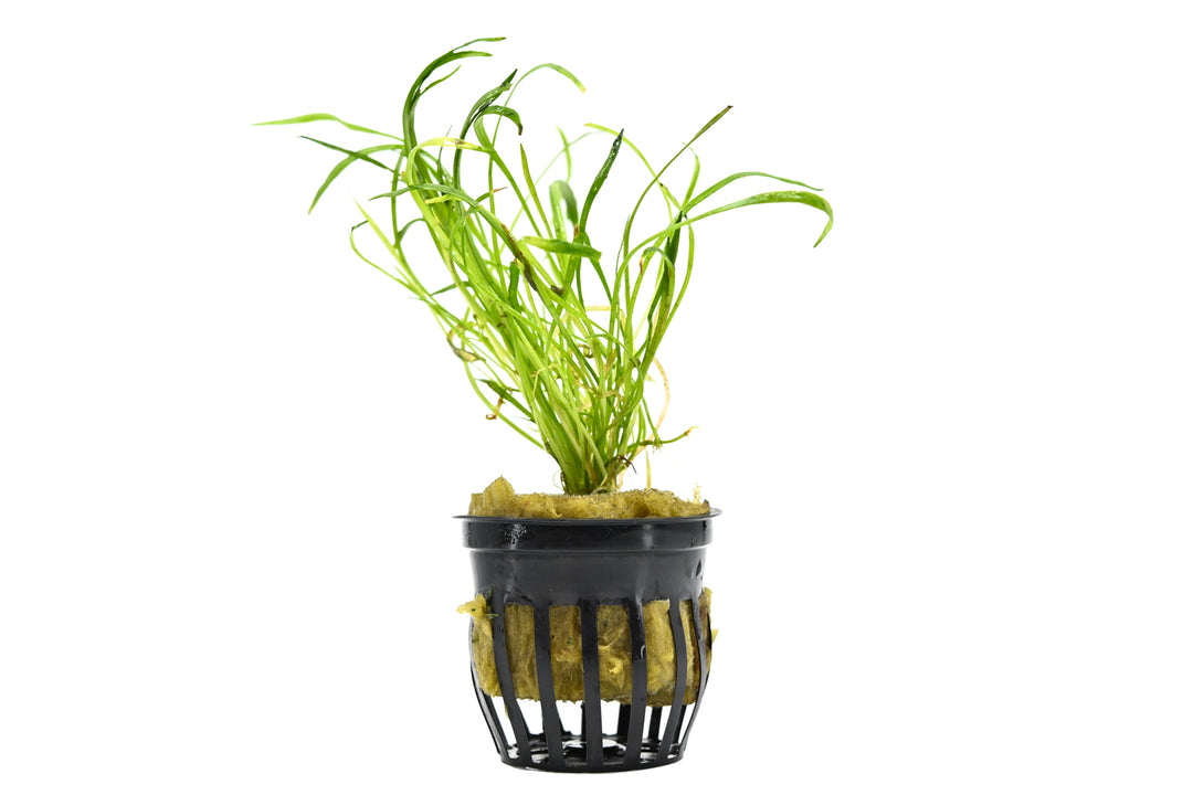 potted Micro Sword live aquarium plant