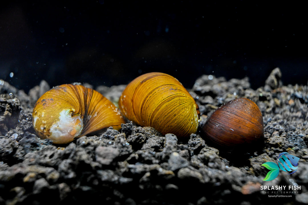 military helmet snail for sale near me, military helmet snails, military helmet snail, helmet snail, black nerite snail, black freshwater snail, black aquarium snail, black snails