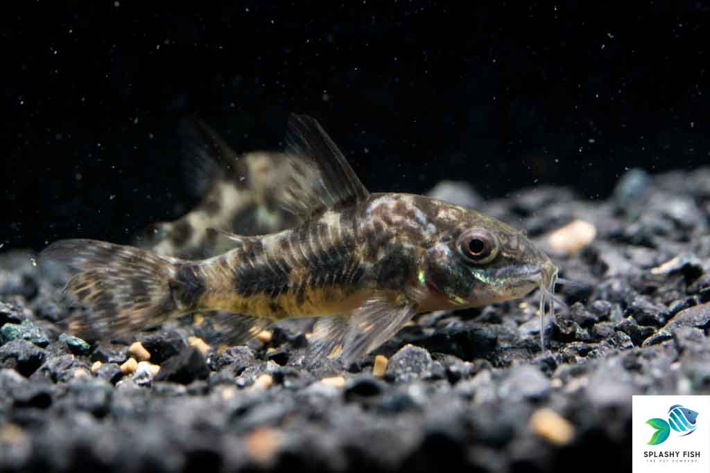 Pepper Corydoras Carfish For Sale | Freshwater Fish