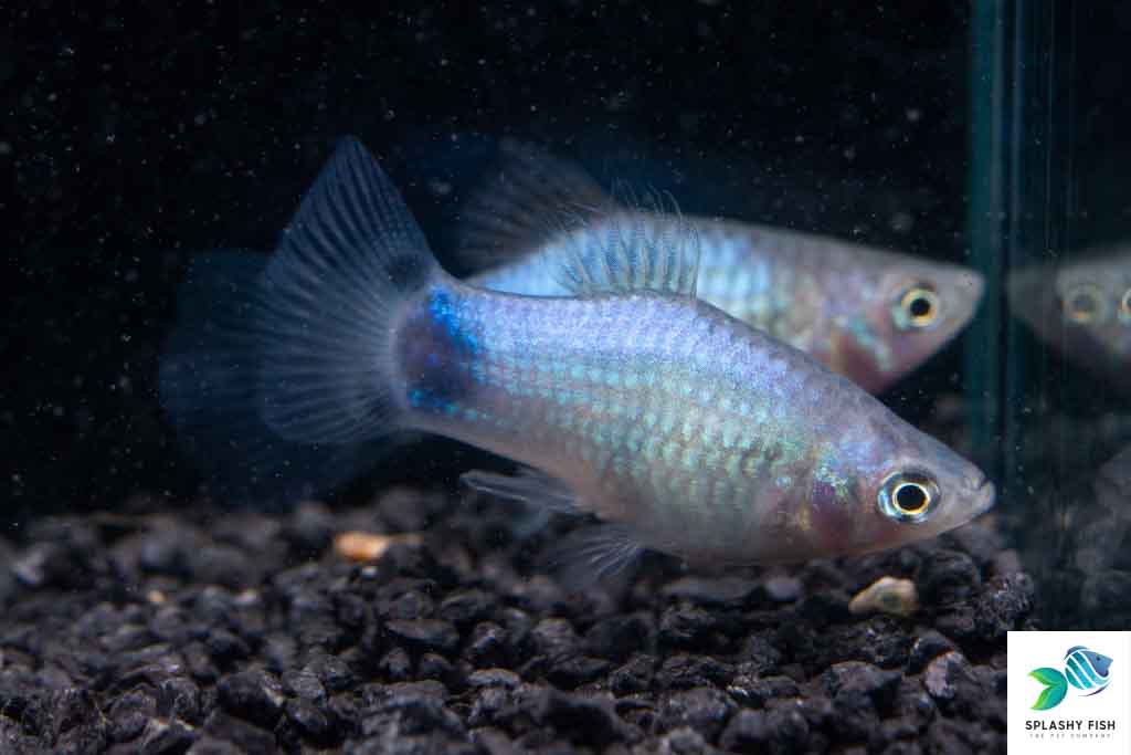 Blue Mickey Mouse Platy – Diapteron Shop