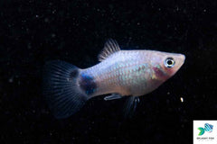 Blue Mickey Mouse Platy (Xiphophorus maculatus)