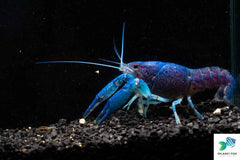 Electric Blue Crawfish