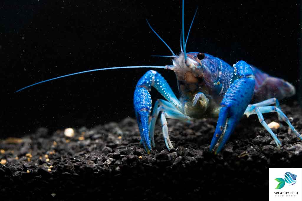 Electric Blue Crayfish For Sale | Freshwater Crayfish