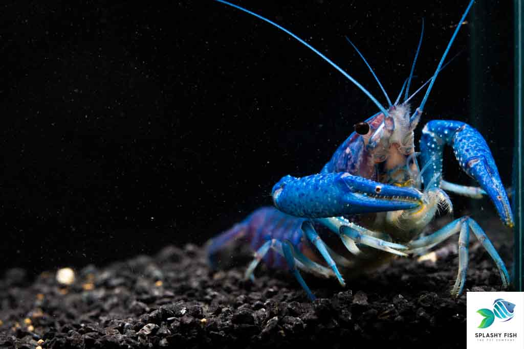 Electric Blue Crayfish For Sale | Freshwater Aquarium Fish