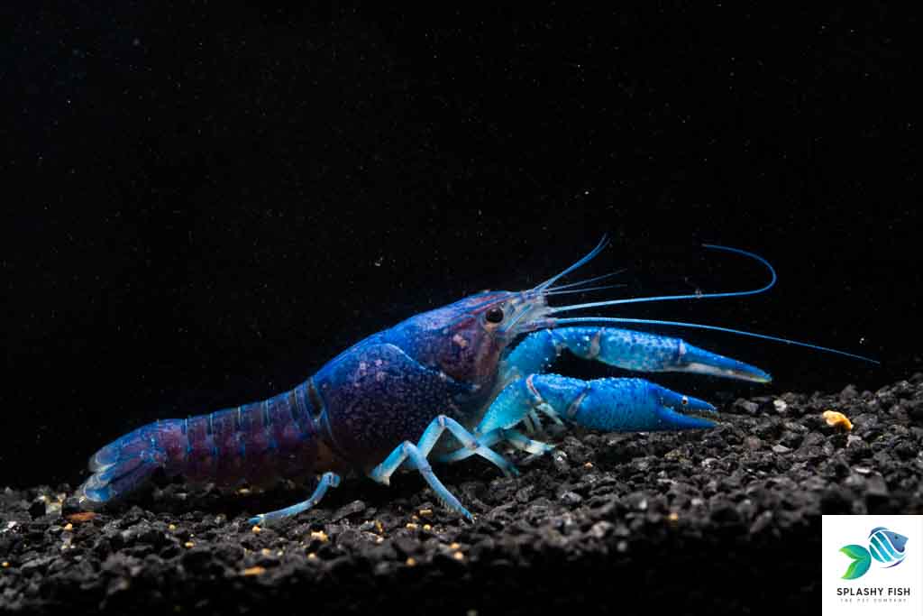 Electric Blue Crawfish For Sale | Freshwater Aquarium Crayfish
