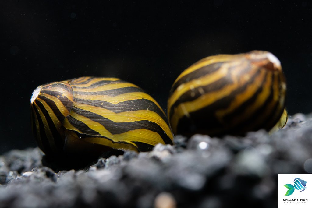 TIger Nerite Snail For Sale | Live Aquarium Snail | Live Tropical Fish Tanks | Freshwater Snail | Freshwater Aquarium Fish Store | Splashy Fish