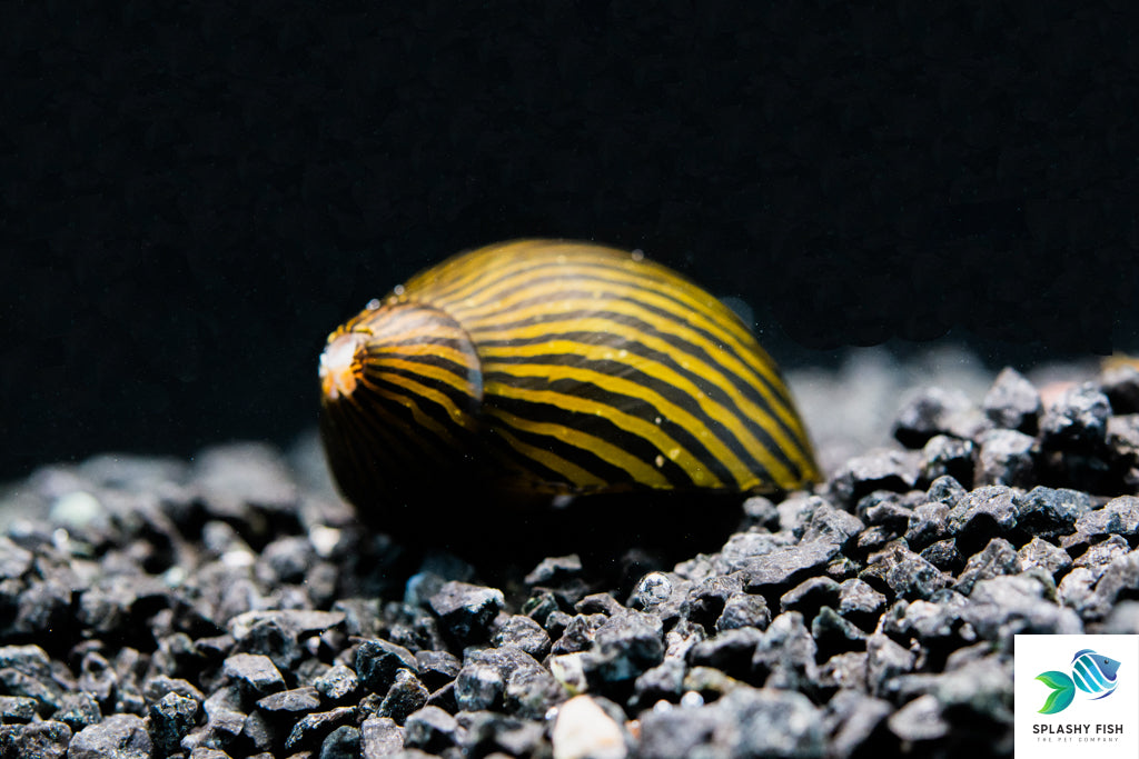 Zebra Nerite Snails For Sale | Aquarium Snail
