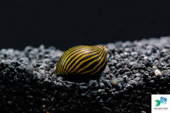 Zebra Nerite Snails