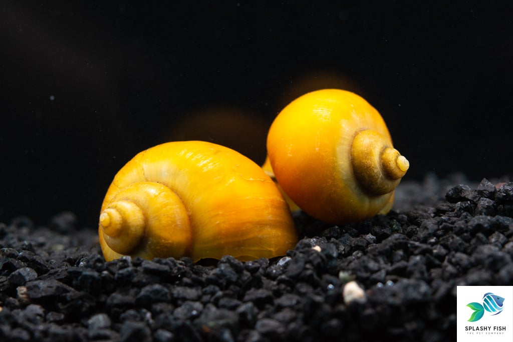 Gold Mystery Snails | Freshwater Aquarium Snail