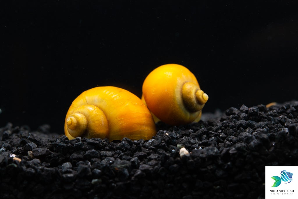 Gold Mystery Snail | Freshwater Aquarium Snail