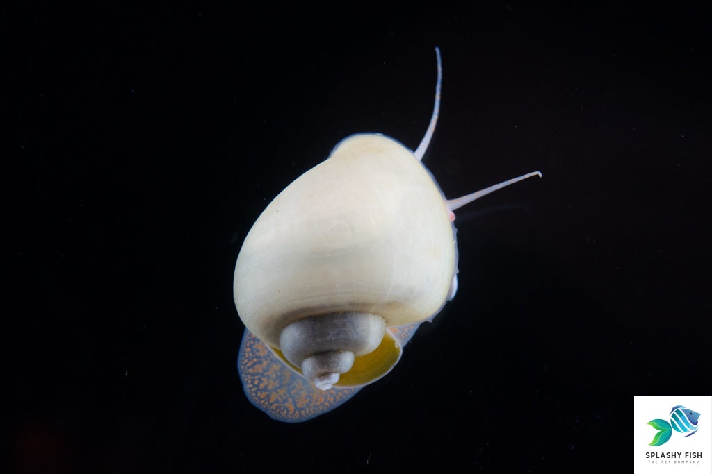 Blue Mystery Snail | Freshwater Aquarium Snail