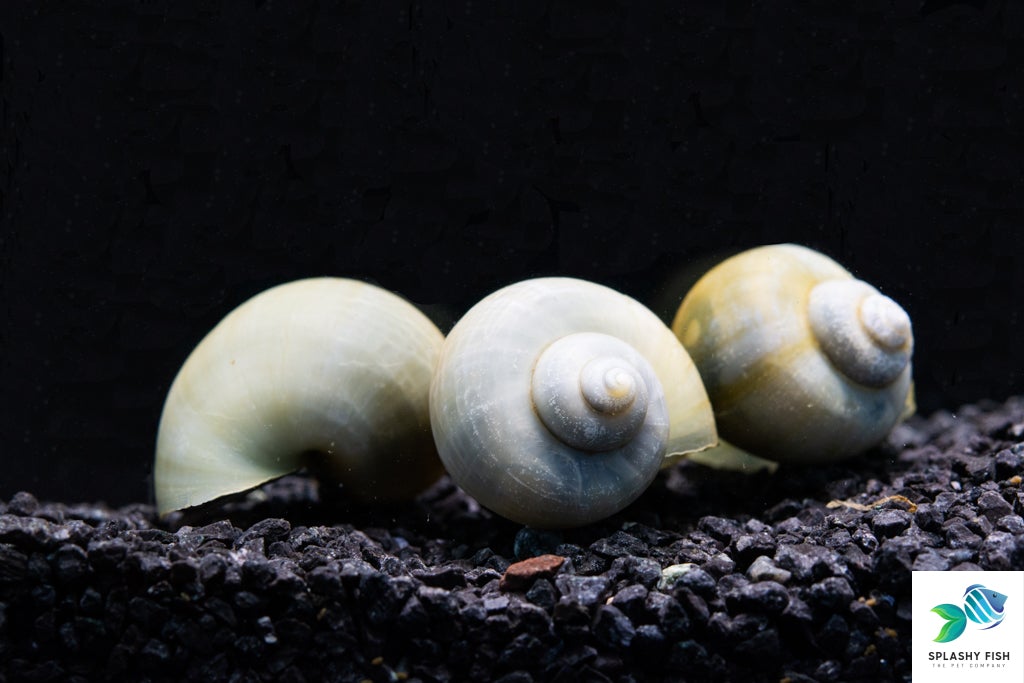 Blue Mystery Snail | Freshwater Snail