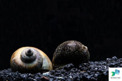 Black Mystery Snail