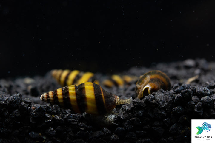 Assassin Snail For Sale, Aquarium Snail for Sale, freshwater snails for sale, freshwater snails in aquarium, assassin snails on rocks