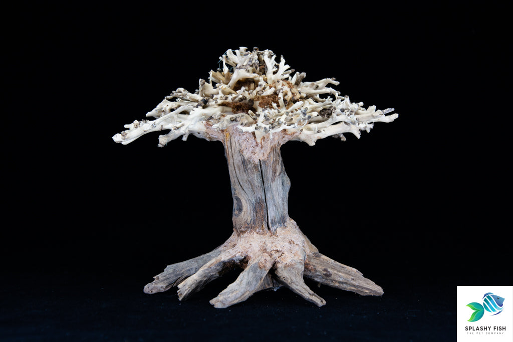 Aquarium Bonsai Tree | Bonsai  Driftwood For Sale underwater trees for aquarium |  aquarium driftwood for sale cheap |  aquarium driftwood for sale near me