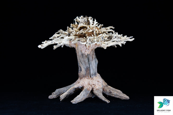 Aquarium Bonsai Tree | Bonsai  Driftwood For Sale underwater trees for aquarium |  aquarium driftwood for sale cheap |  aquarium driftwood for sale near me