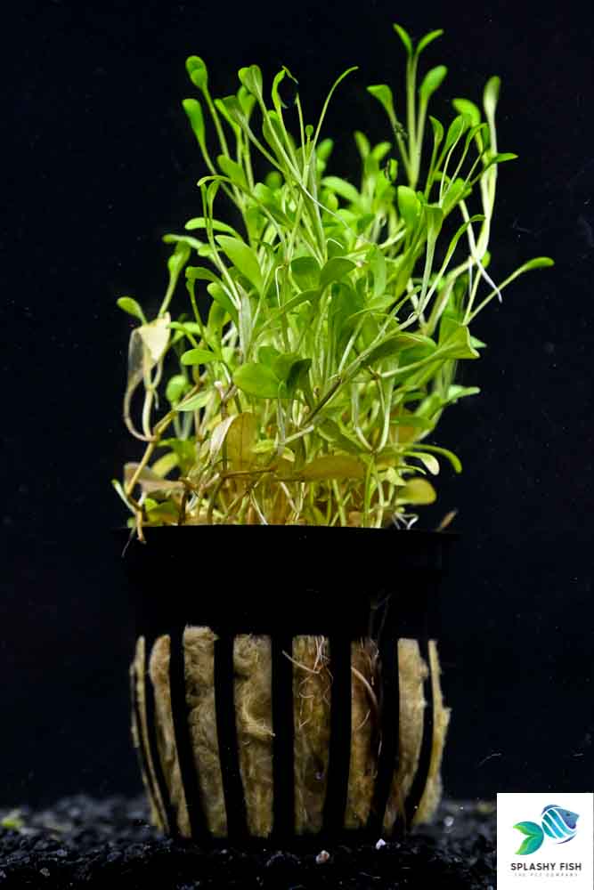 Glossostigma elatinoides | Plants Aquariums | Pot Plant | Plants For Aquarium | Plants in an Aquarium