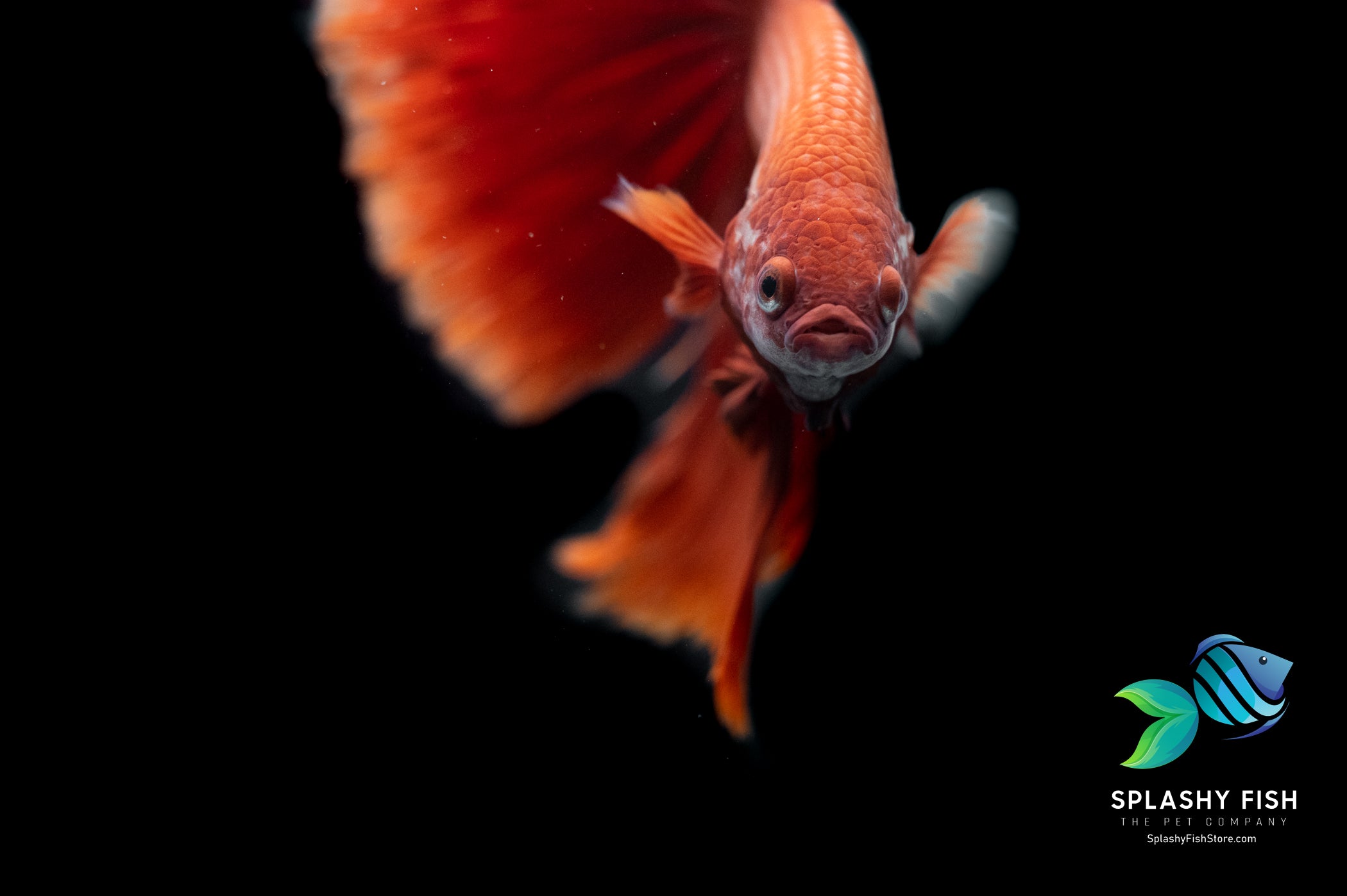 Red Halfmoon Betta Fish