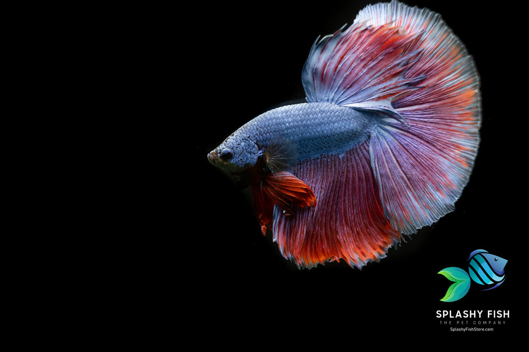 Purple Blue Halfmoon Betta Fish