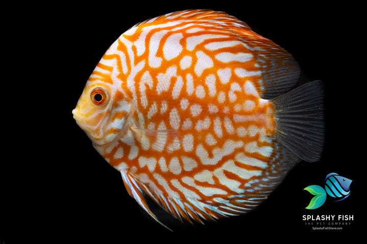 Pigeon Gold Discus For Sale, golden pigeon discus, pigeon fish, pigeon golden discus, discus fish, discus fish for sale, discus cichlid, discus for sale, live discus fish, yellow pigeon discus, pigeon yellow discus