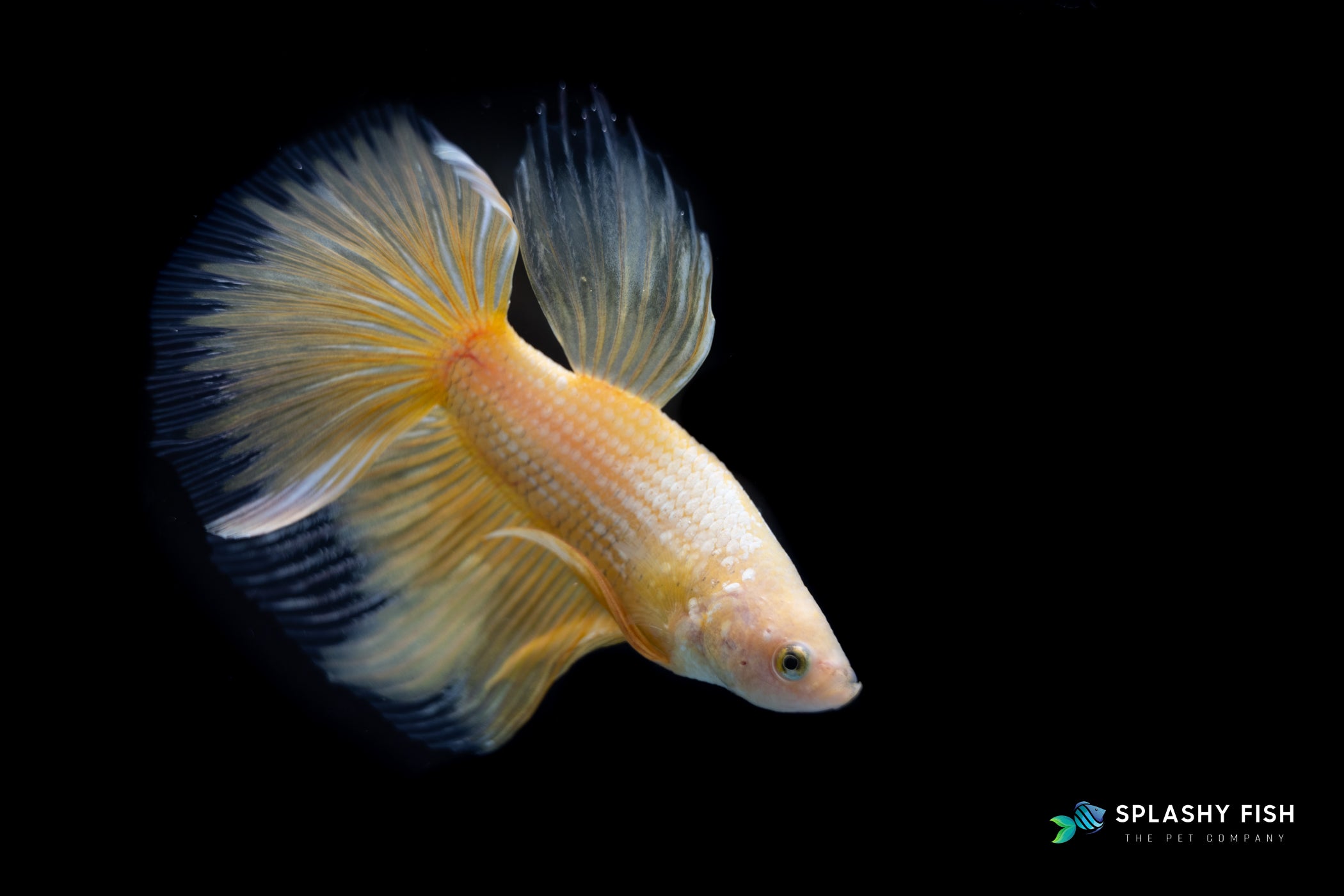 Yellow Halfmoon Betta Fish | Splashy Fish