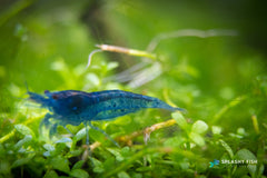 Sky Blue Shrimp