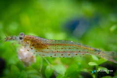 Amano Shrimp