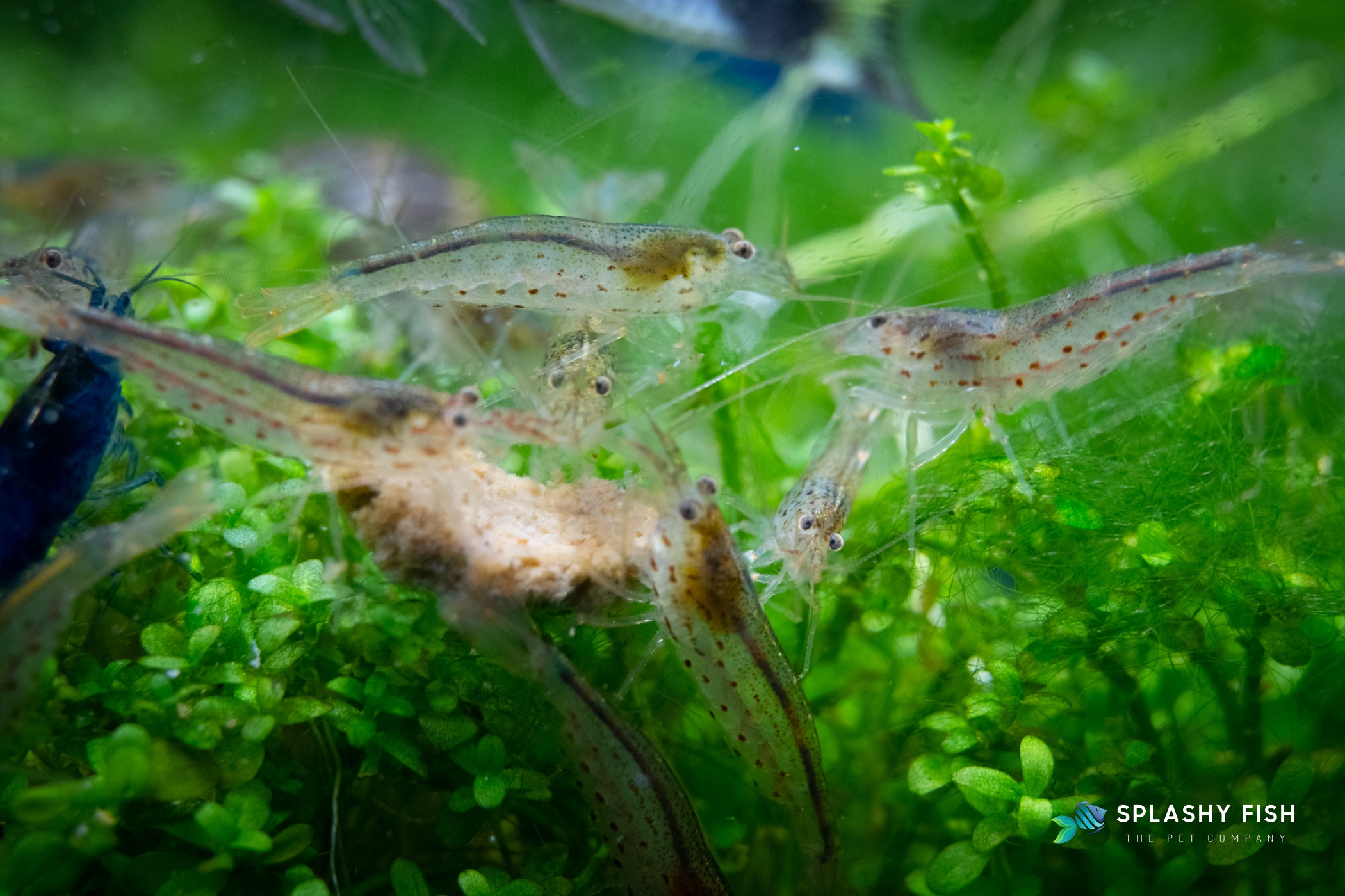 A group of amano shrimp eat algae pallets