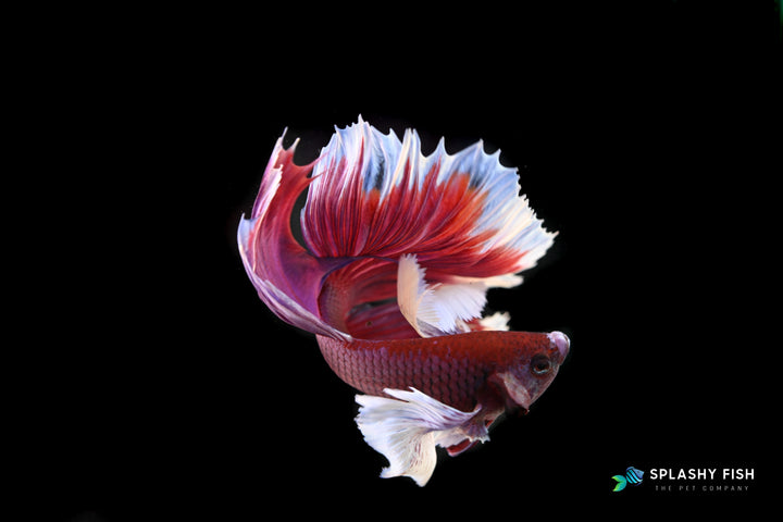 Dumbo Ear Halfmoon Lavender Male Betta Fish