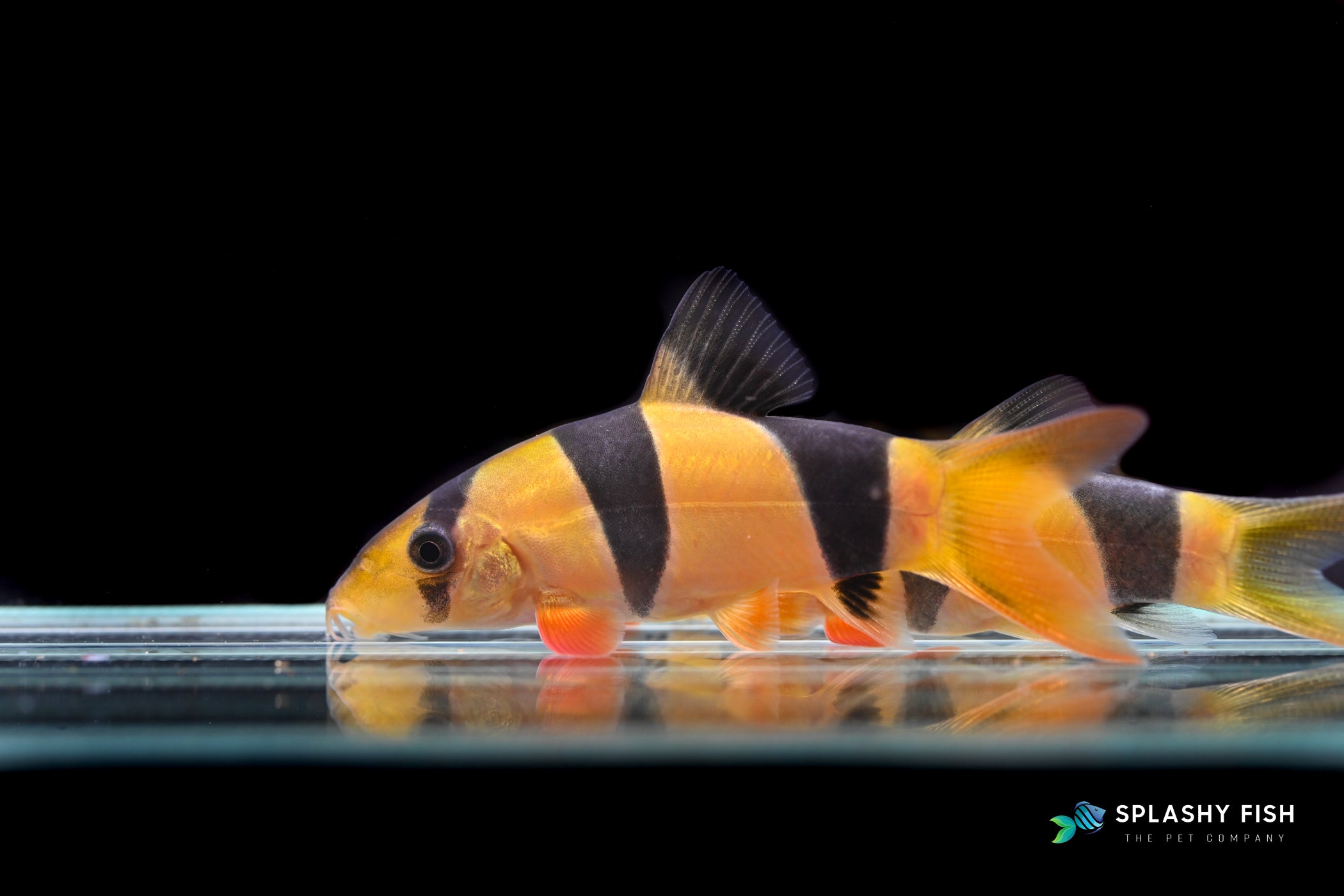 Clown Loach Freshwater fish