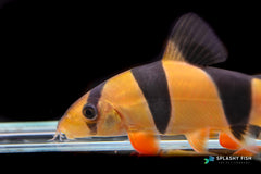 Clown loach