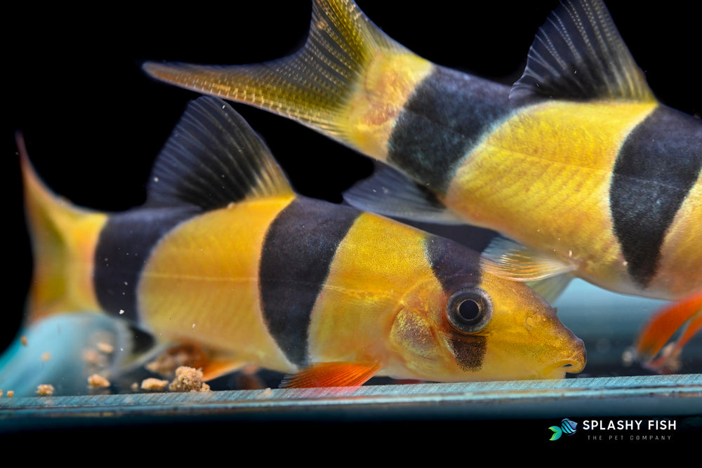 Clown Loach schooling in group, clown loach for sale, clown loaches, large clown loach for sale, clown loach price, clown loaches for sale, full grown clown loach, full size clown loach, clown loaches for sale near me, clown loach, clown loaches, clown loach fish, clown fish, loach fish