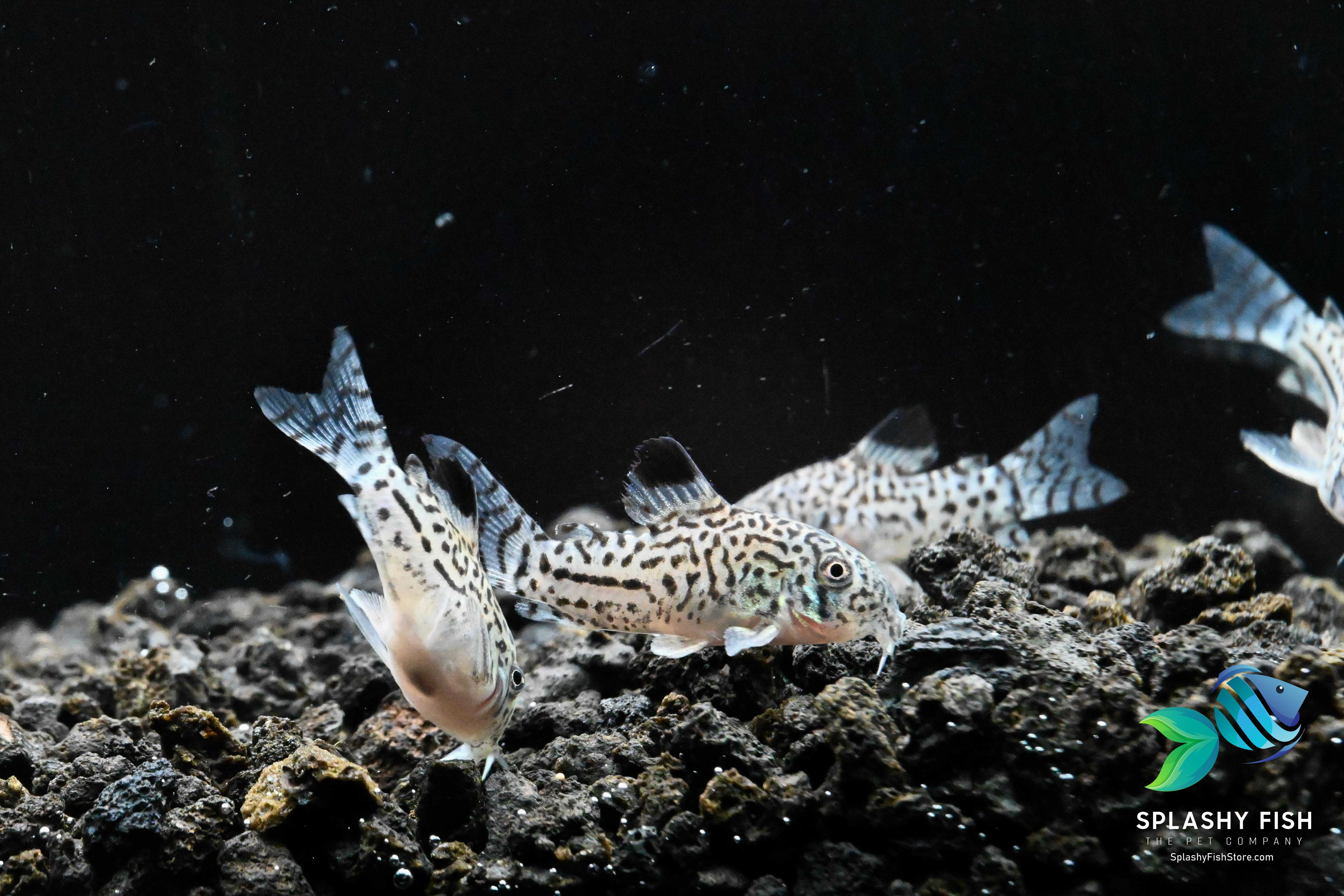 Julii Corydoras Fish For Sale | Live Tropical Aquarium Fish Tank | Splashy Fish 