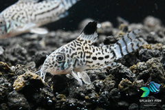 Julii Corydoras Fish (Corydoras Julii)