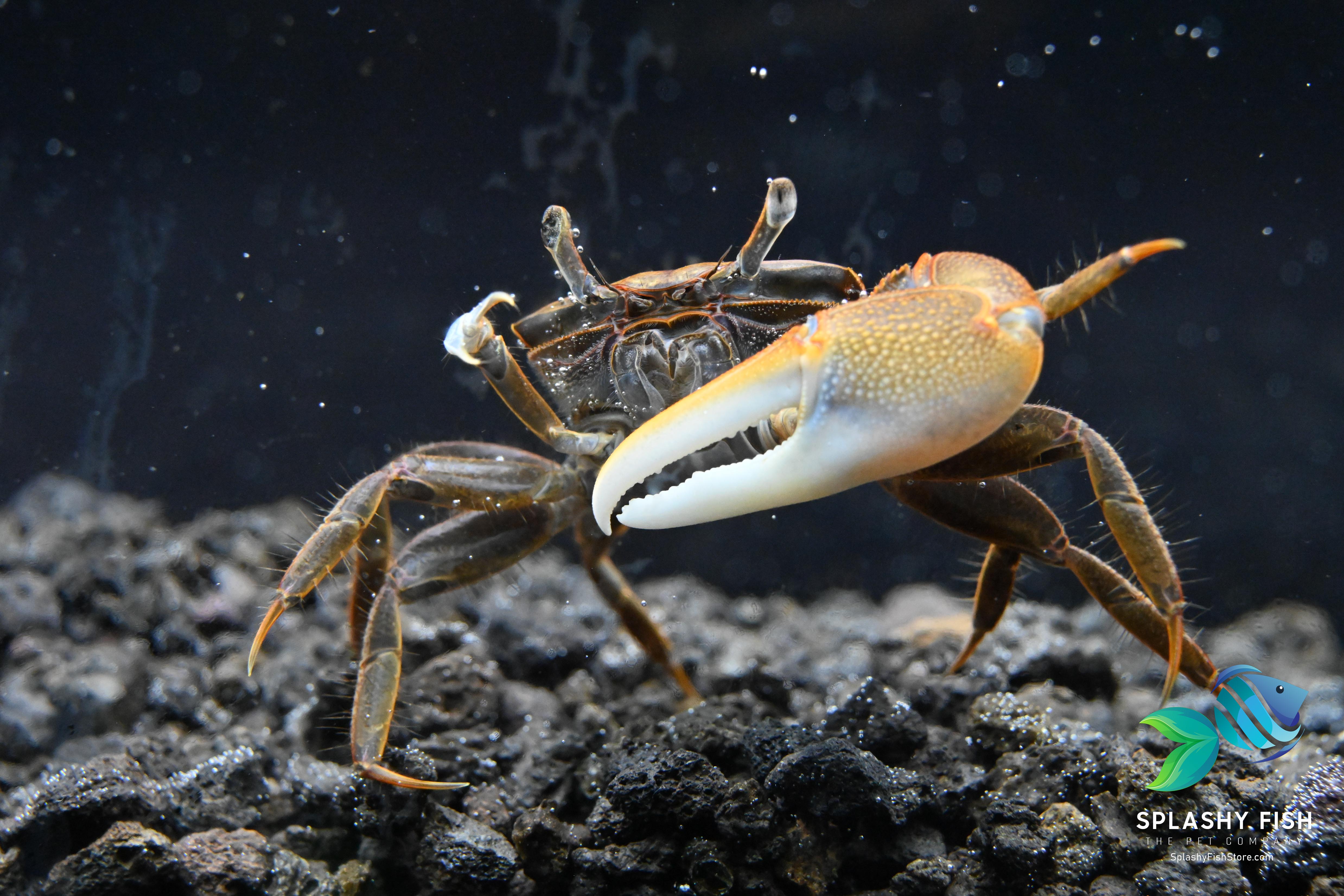 Gold Claw Fiddler Crab For Sale | Live Fish Store | Splashy Fish