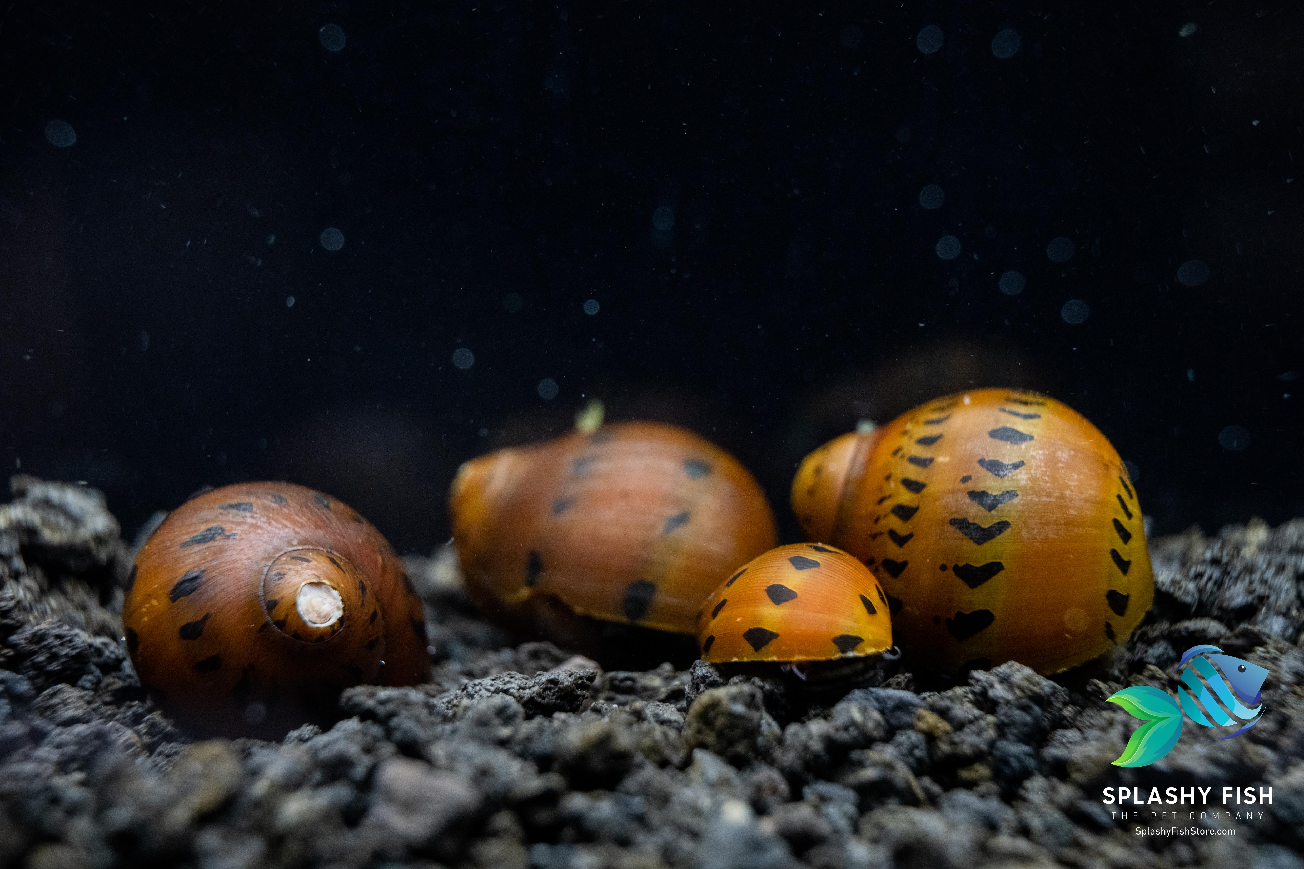 Red Racer Nerite Snail For Sale | Freshwater Aquarium Snail for Tropical Aquarium Fish Tank | Splashy Fish Online Fish Store 